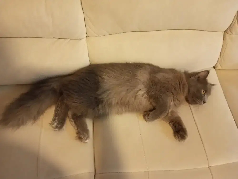 Lepas adopsi kucing jenis Persia mencoon