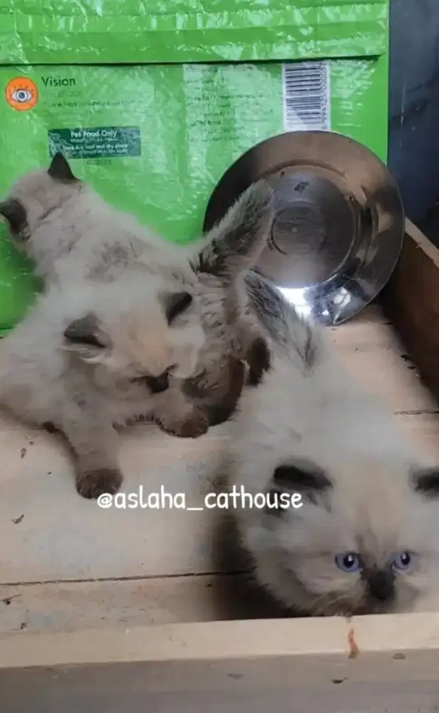 Anak kucing himalya /kitten himalya flatnose /kucing himalaya  cemong