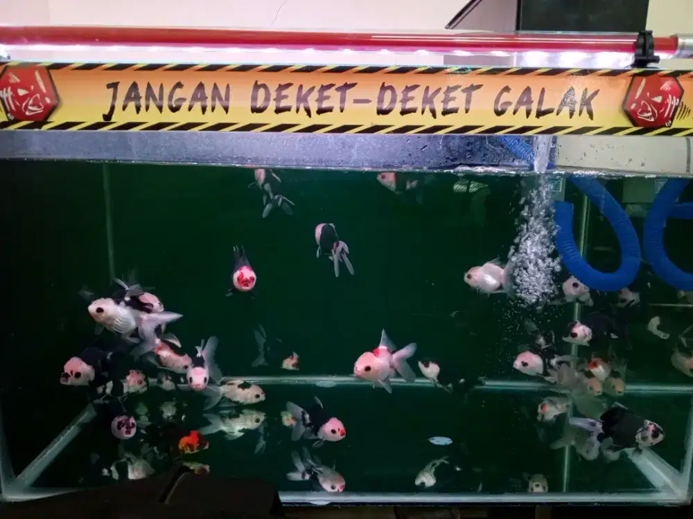 Ikan mas koki panda dan threecolour