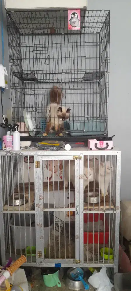 Kucing persia ode eye peaknose