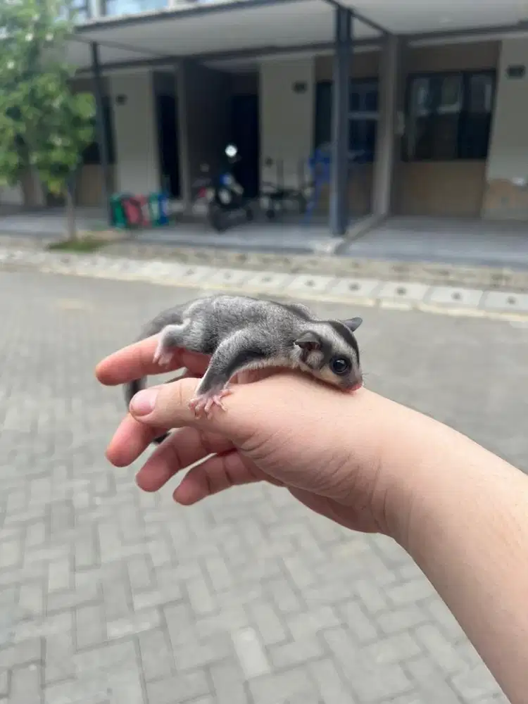 Sugar glider umur 3 minggu