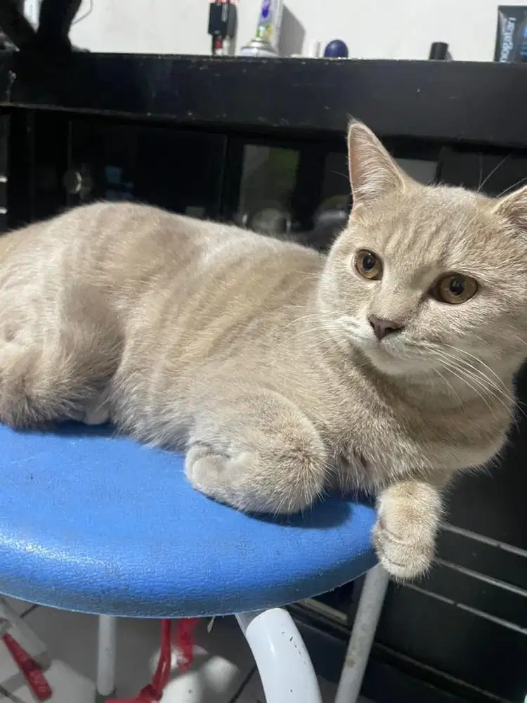 Kucing british shot hair