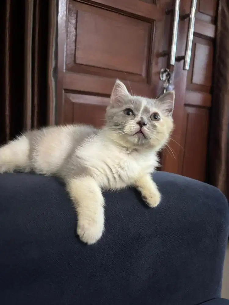 KUCING BRITISH SHORT HAIR CALICO