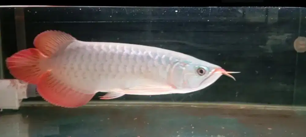 Arwana super red 32cm