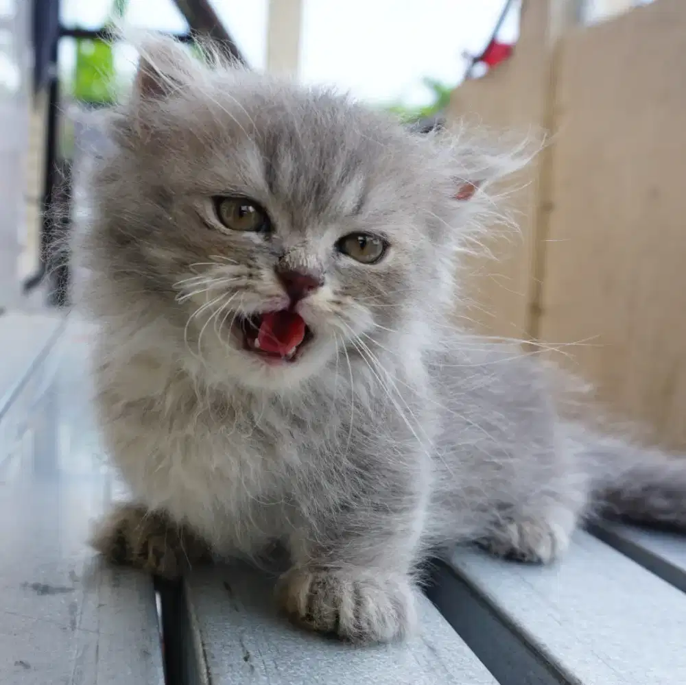 Munchkin minuet jantan