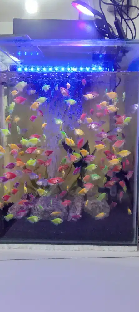 Dicari pekerjaan freelance