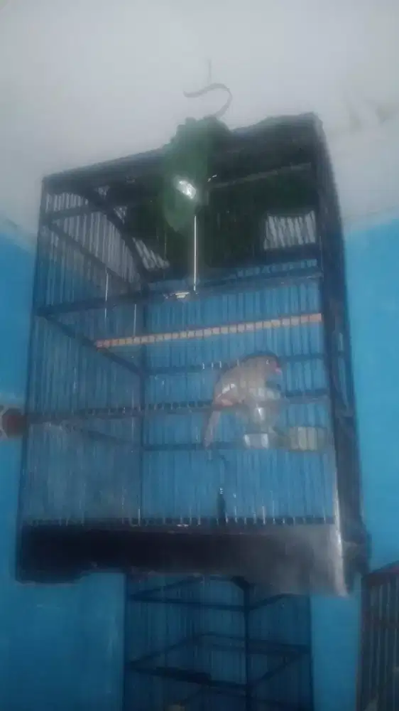 Jual Burung Poskay Mandarin
