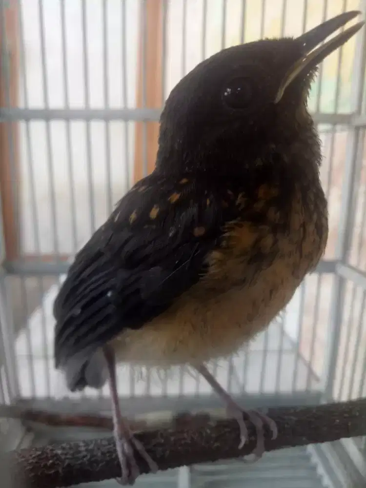 Murai batu trotol Bahorok hutan