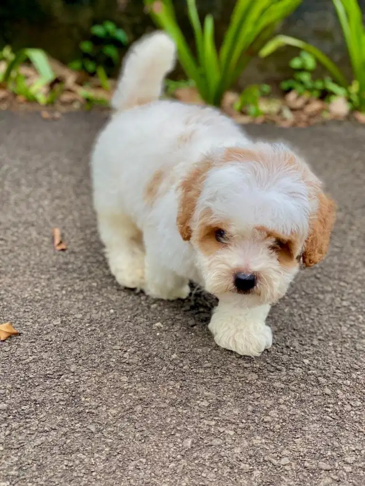 tiny party poodle jantan