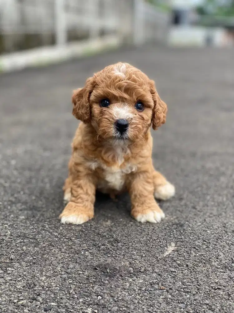 tiny poodle betina cebol