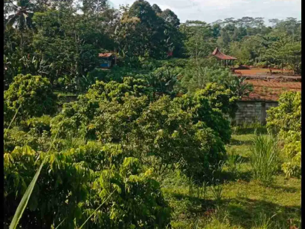 Di jual lahan banyak kebun produktif Duren.lengkeng.alpukat sudah tembok keliling