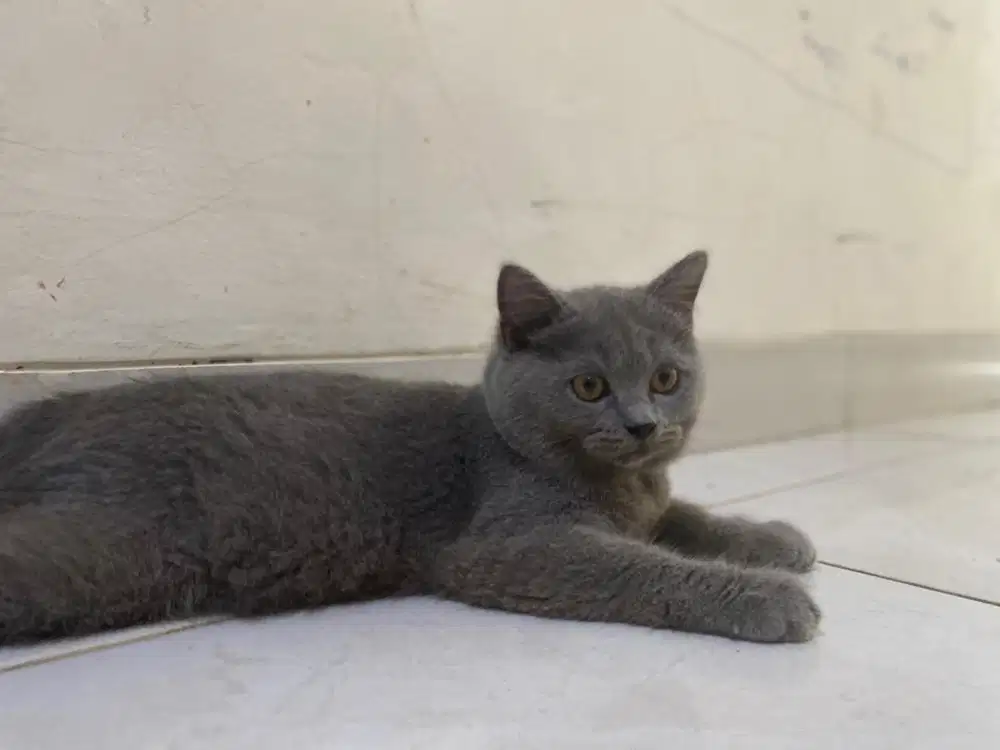 Kucing bsh blue jantan