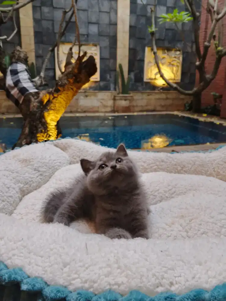 Open adops BSH kitten