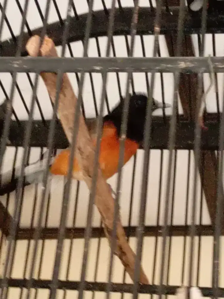 Murai batu beti +kandang