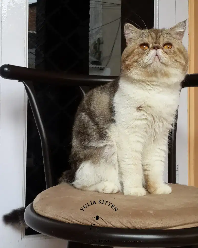 Adult Exotic Shorthair Jantan