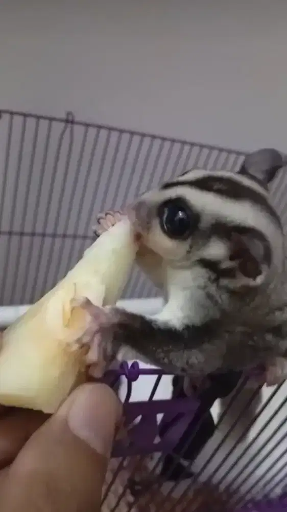 Sugar glider jantan