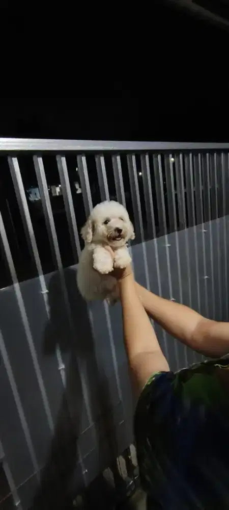 jantan anakan poodle