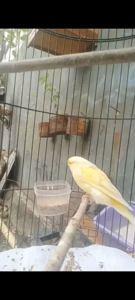 AF betina siap Ncus..