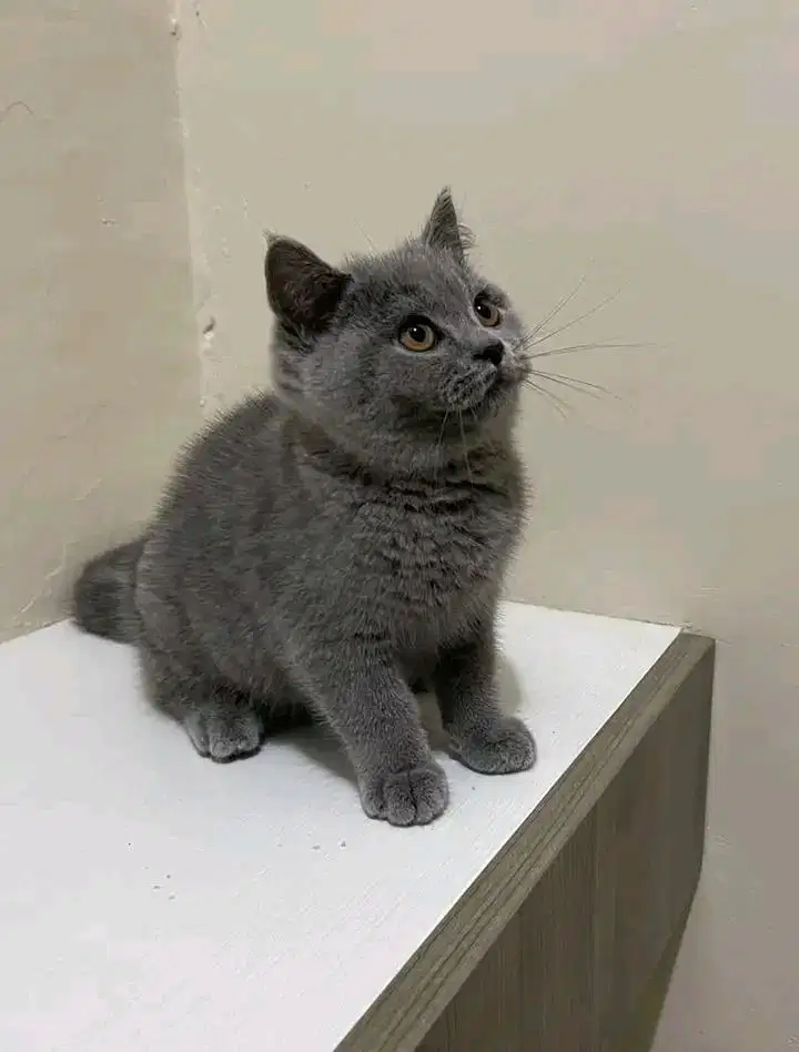 British Short Hair Blue