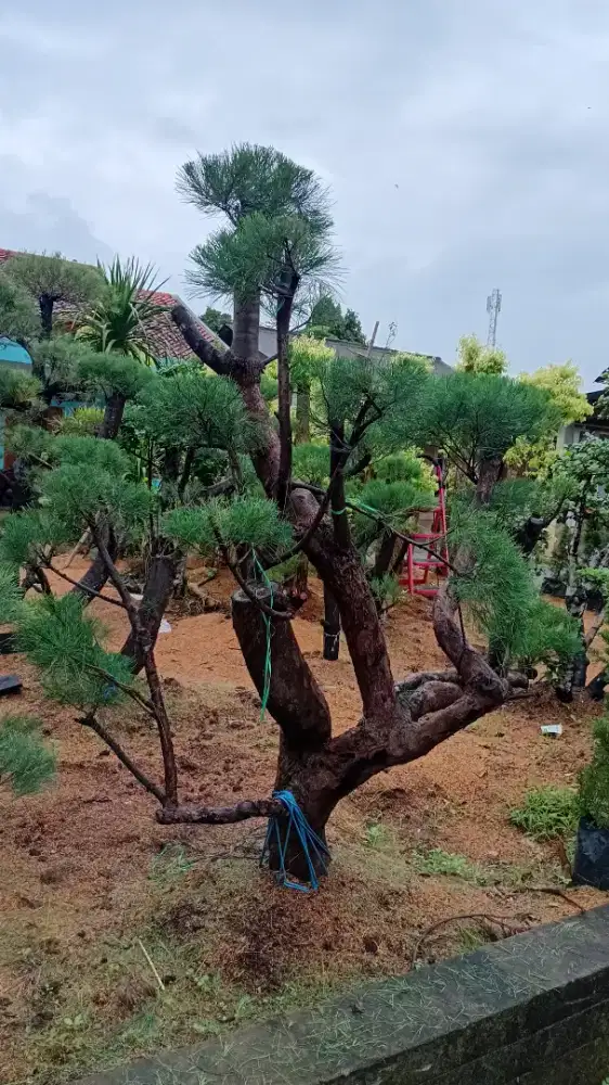 bonsay cemara dan tanaman hias