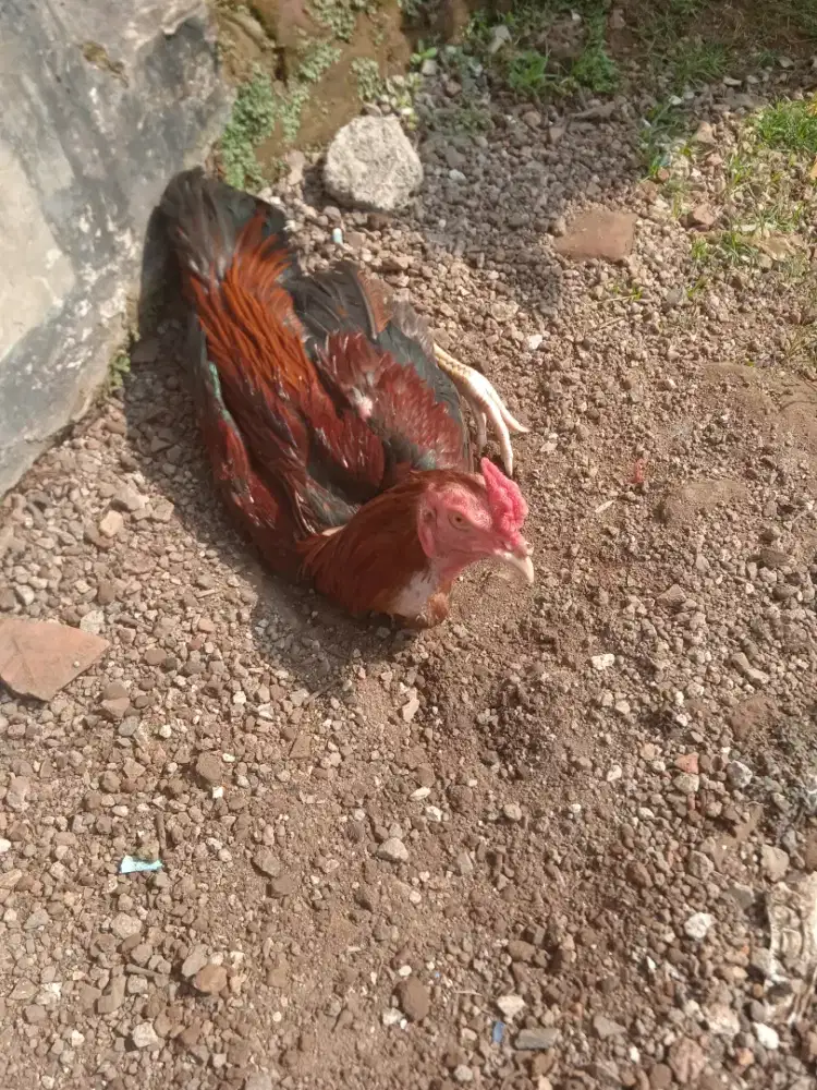 Ayam pejantan bangkok