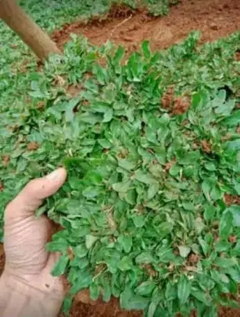 Jual rumput jepang, mutiara, golf dan lamuran