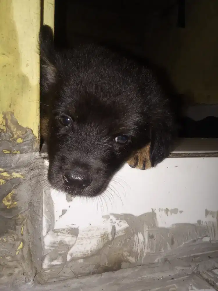 Rottweiler usia 2 bulan lebih