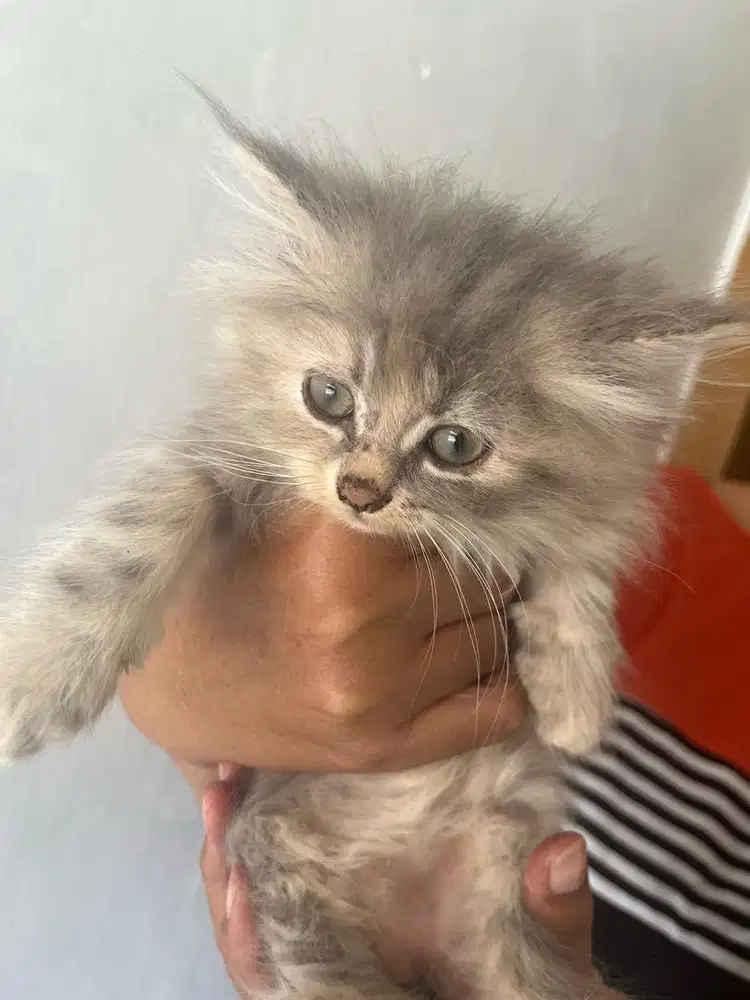 Kitten persia abu2