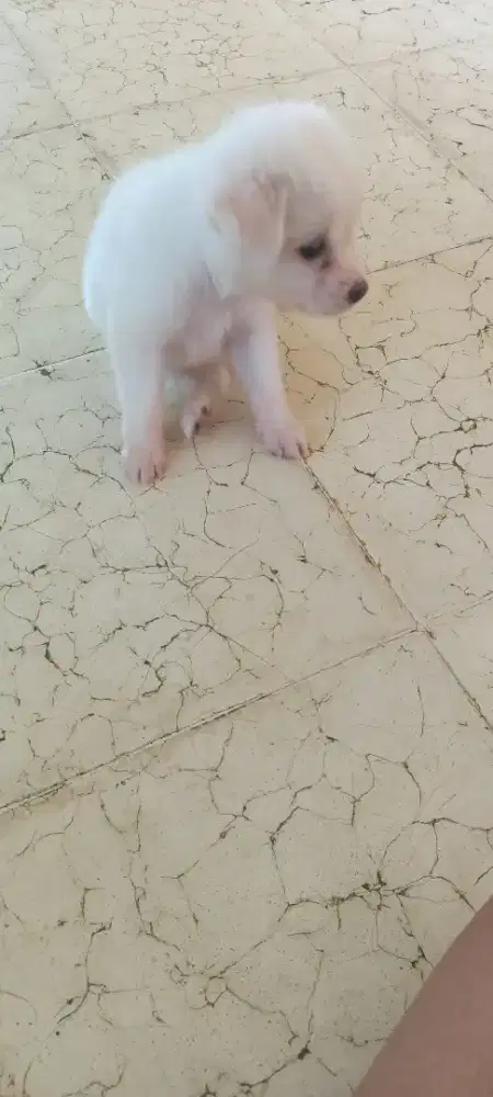 Jual anak anjing kintamani