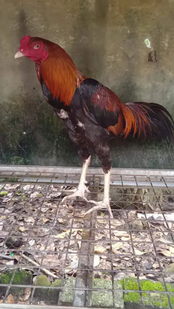 Jual ayam B khoy Bangkok pakhoy