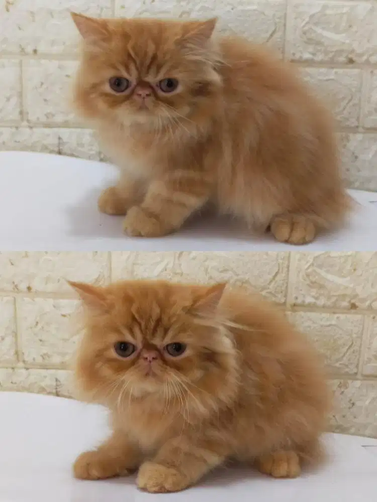 Kucing peaknose jantan