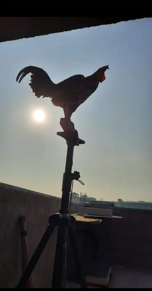 Ayam ketawa rajin kokok