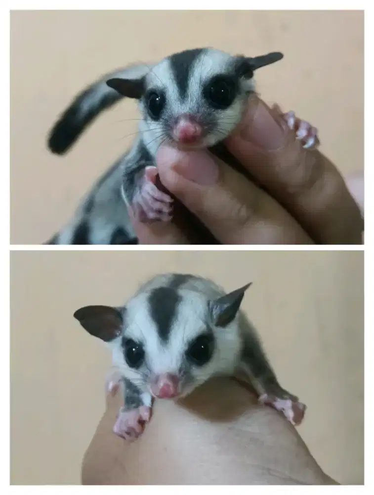 Sugar glider wf&grey