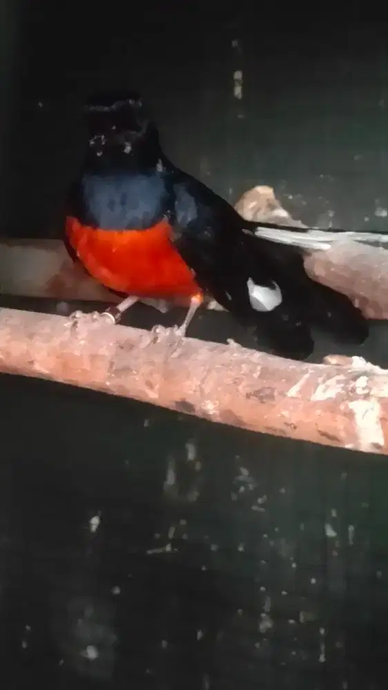 Murai batu panu ekor 20 up