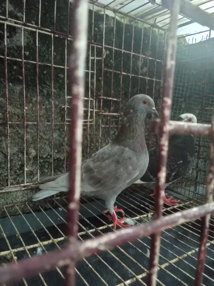 Dara Merpati Bujangan