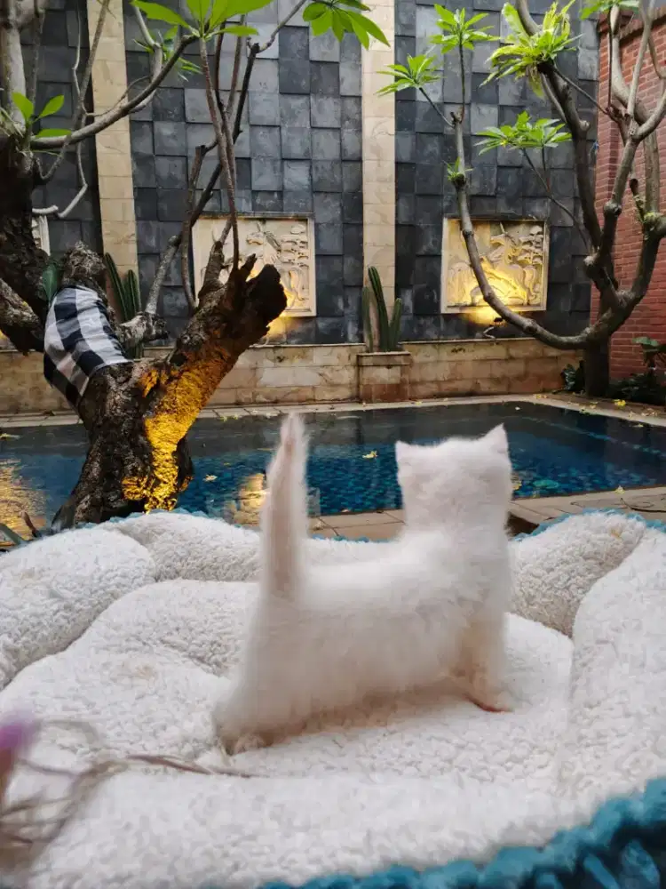 Open adops BSH kitten NP(Nonped).