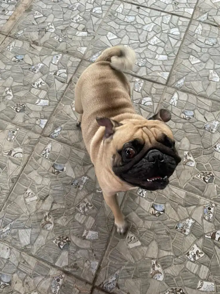 Adopt for Free Pug kelahiran April 2021