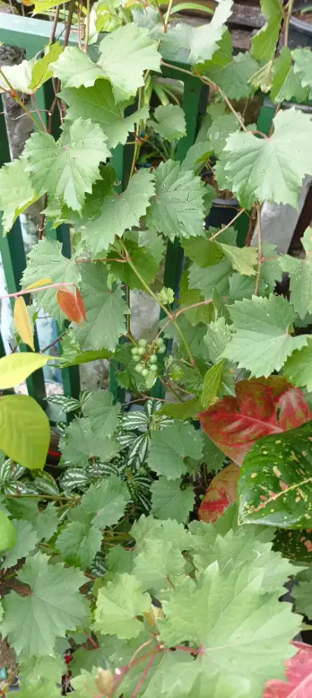 anggur Shine Hijau Sudah berbuah