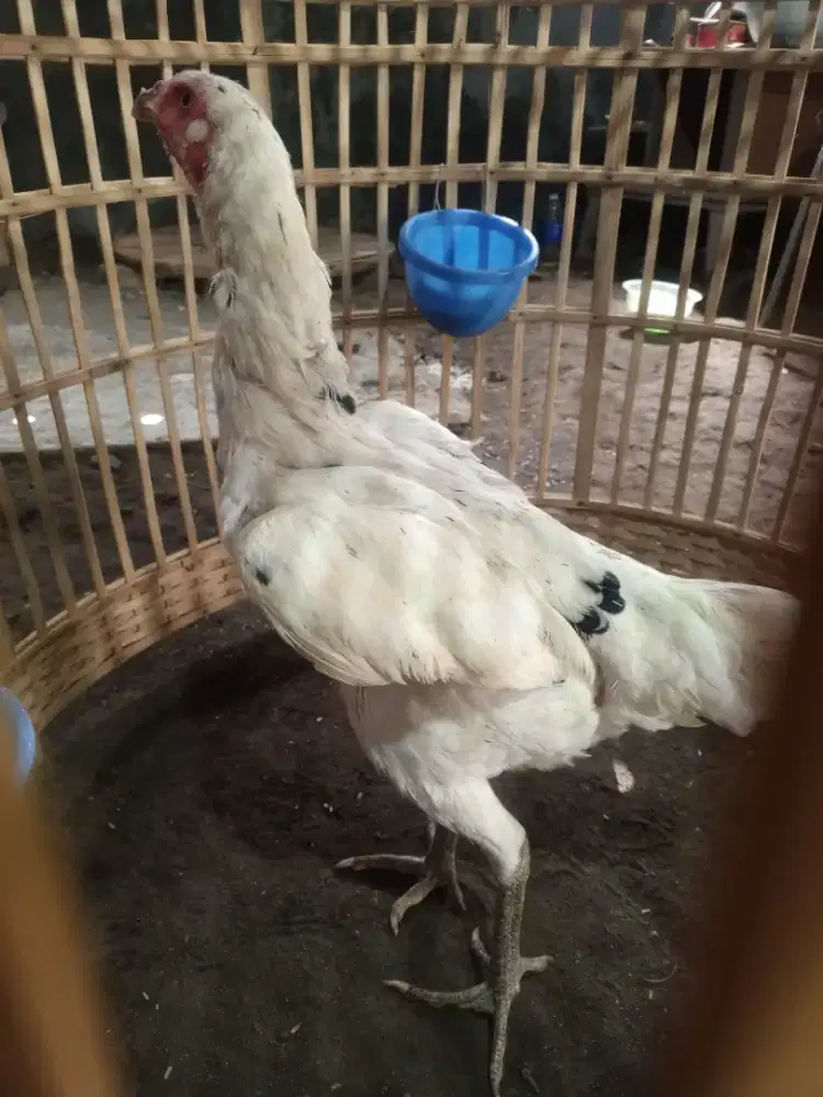 Babon Plucker superr istimewa