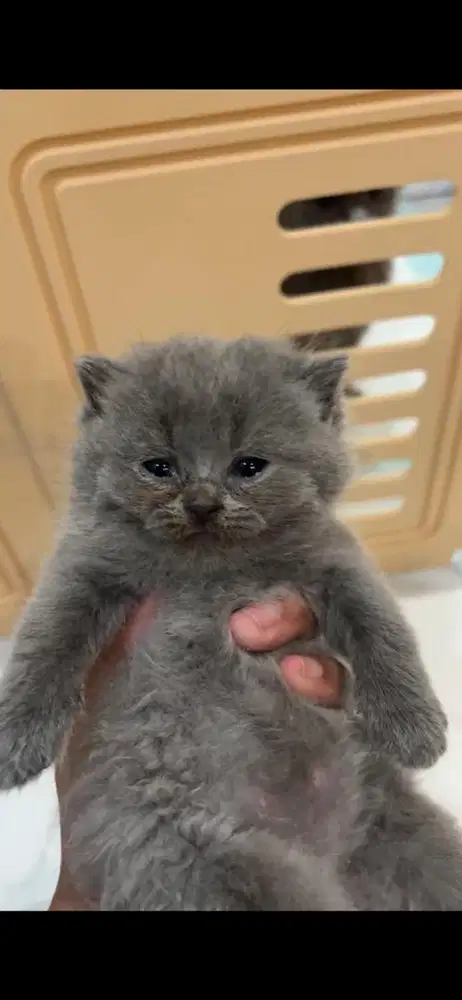 Lepas adopt kitten BSH british shorthair