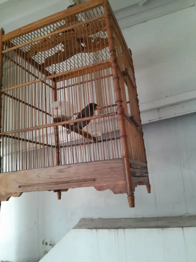 Jual burunh jalak + kandang