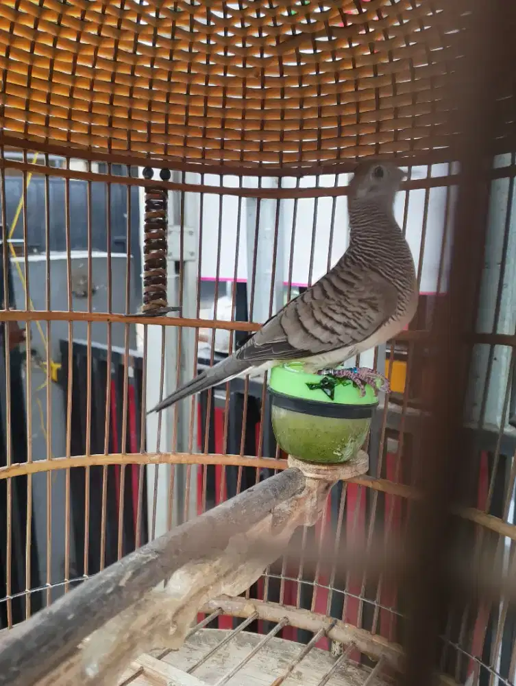 Burung perkutut Bangkok gacor dor tinggal dengerin teras