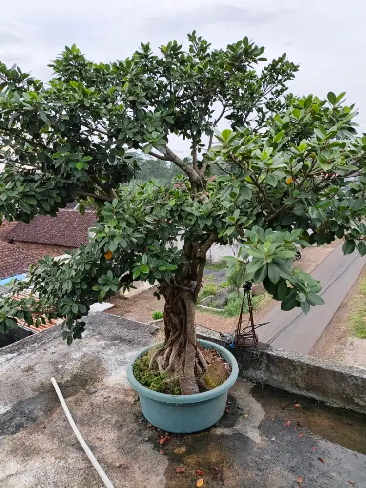 Aneka tanaman bunga untuk taman rumah