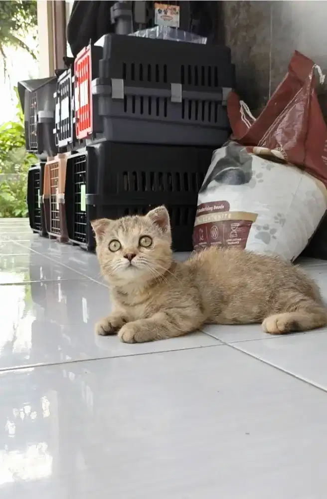 Golden fold Munchkin 3bln betina