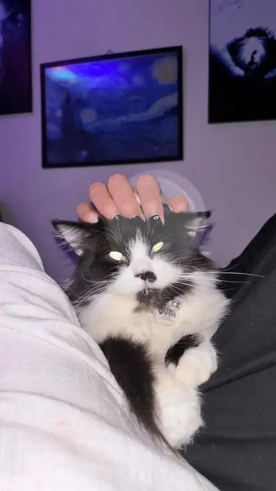 Kucing Anggora Betina