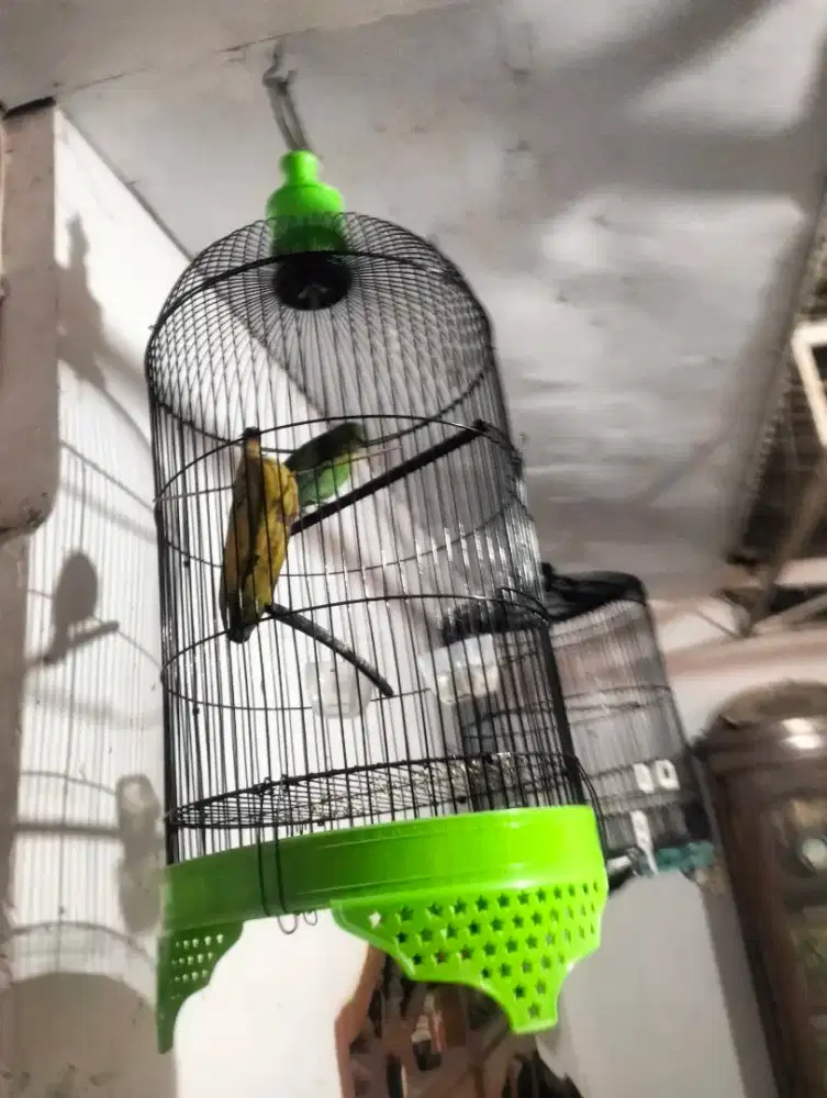 Kandang Ijo Stabilo Dan Isinya