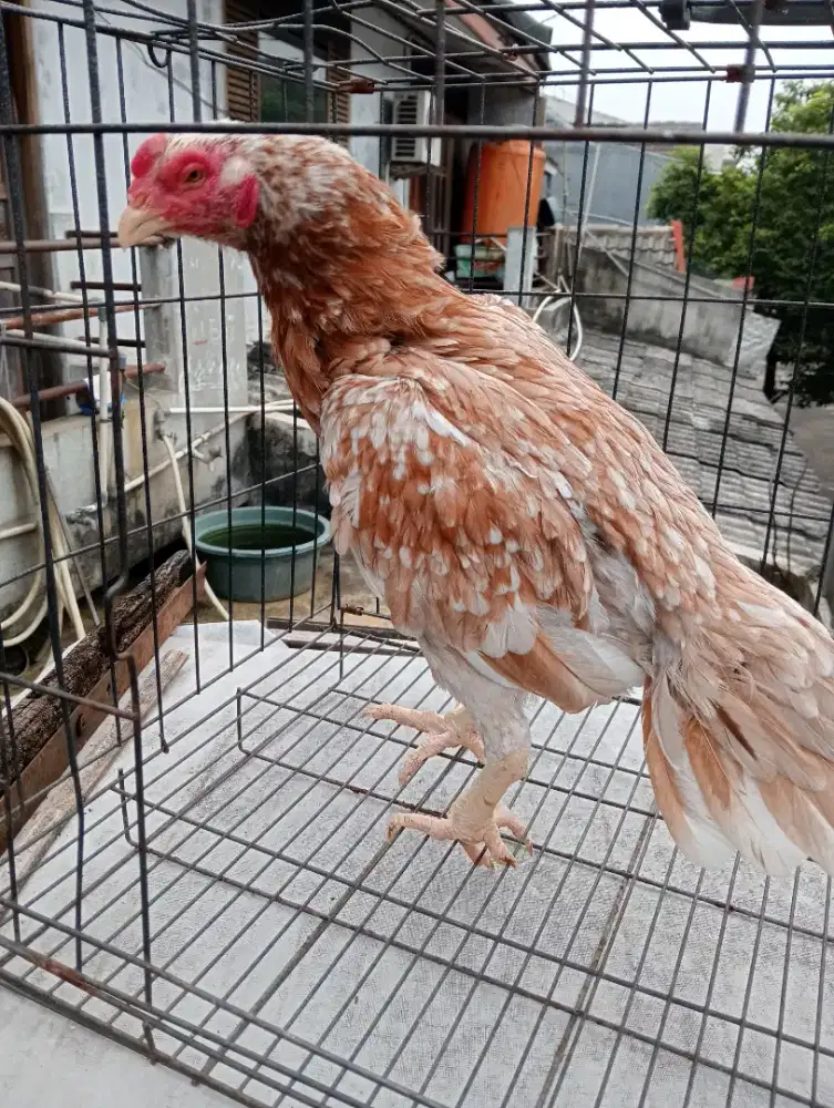 Di jual ayam bangkok elid