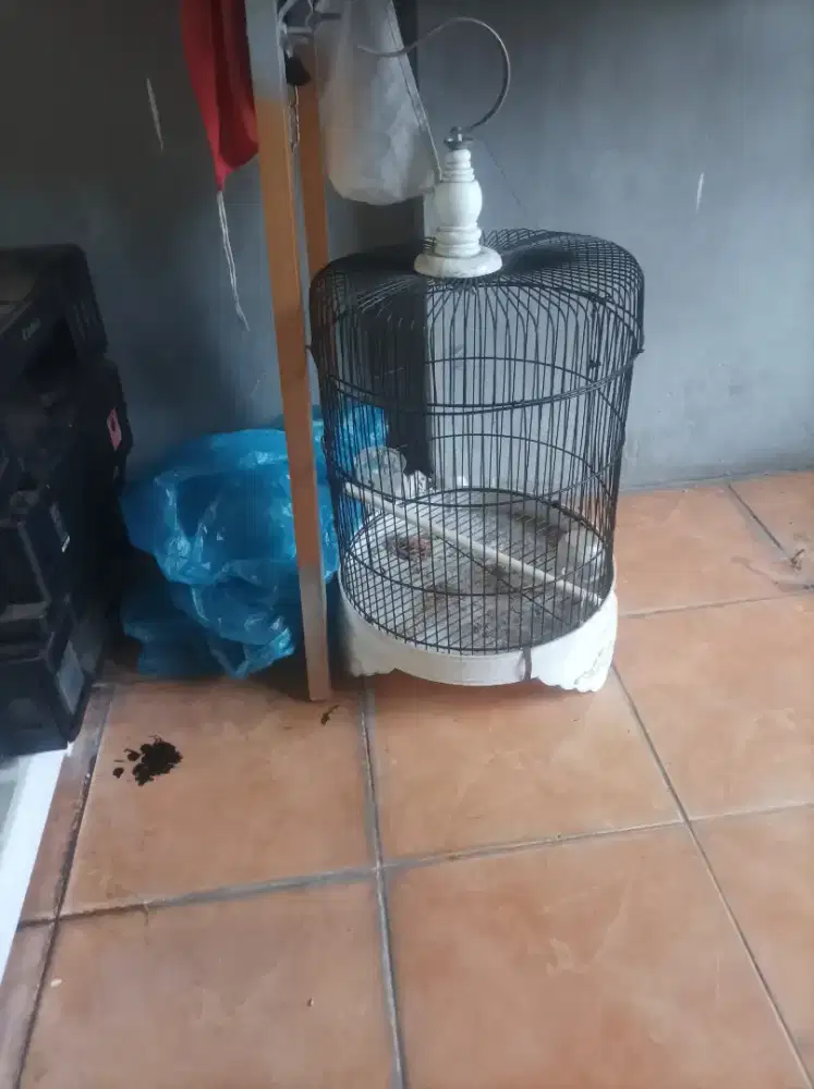 Kandang Burung Bagus