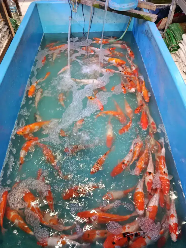 Jual Ikan KOI & Koki disawangan Depok