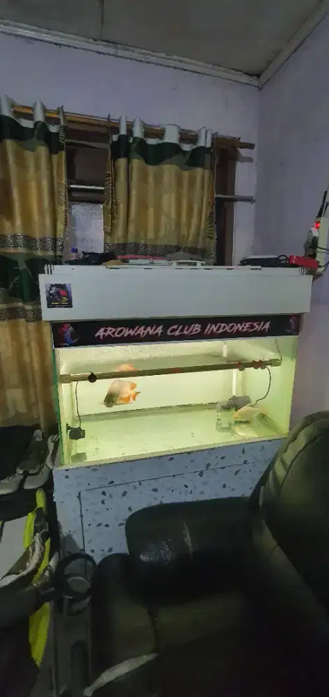 Ikan arowana superRed + aquarium+ lampu mayin
